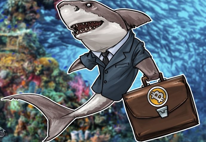 Nhiều cá voi đã di chuyển lượng lớn Bitcoin